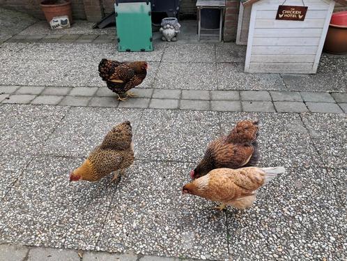 Wyandotte krielkippen, Dieren en Toebehoren, Pluimvee | Toebehoren, Zo goed als nieuw, Kippenhok of Kippenren, Ophalen