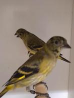 4-4 Zwartkop sijsen, Dieren en Toebehoren, Vogels | Overige Vogels, Meerdere dieren, Tropenvogel, Geringd