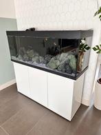 Compleet Juwel Rio 450 aquarium + filters & cichliden, Ophalen, Zo goed als nieuw, Gevuld zoetwateraquarium
