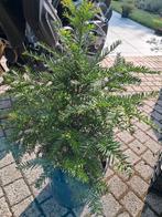 Taxus baccata voor haag of solitair, Tuin en Terras, Ophalen, Bloeit niet, Overige soorten, Minder dan 100 cm