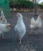 7 jonge hennen en 1 jonge haan, legkip, Dieren en Toebehoren, Pluimvee, Meerdere dieren, Kip