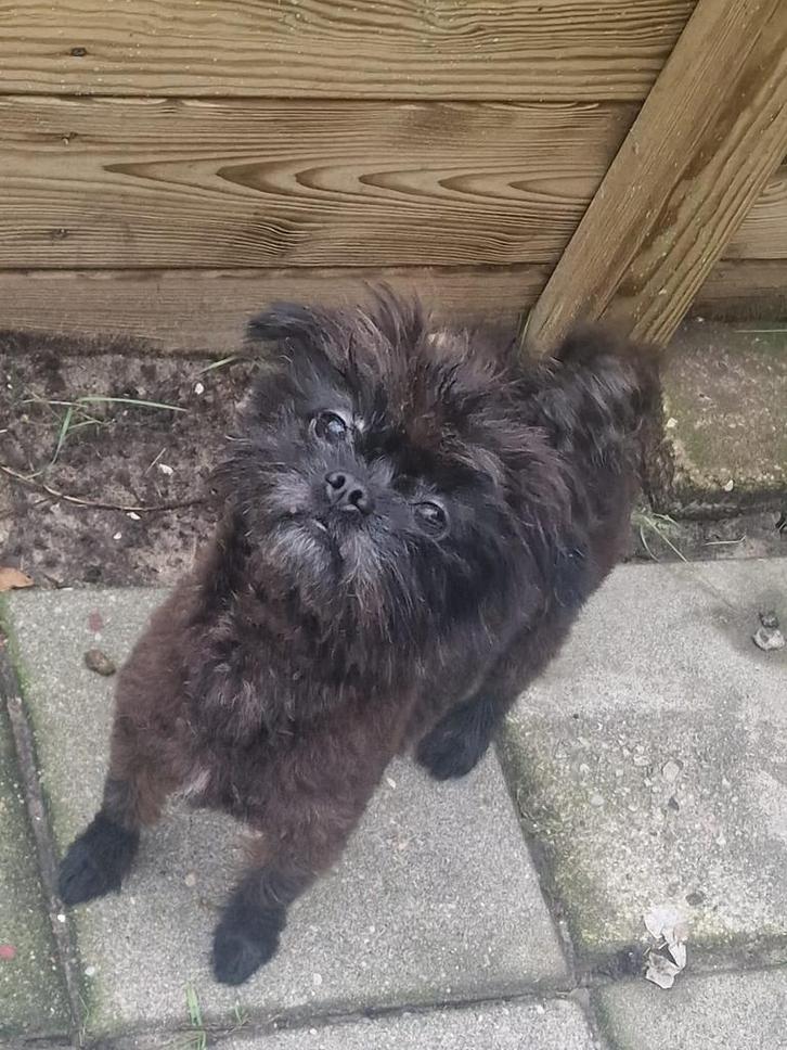 Liefe pomeriaan Shih Tzu hondjes  2 teefjes 1 reu zijn nog, Dieren en Toebehoren, Honden | Chihuahua's en Gezelschapshonden, Meerdere dieren