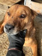 Reu, middelmaat, heel lief!, Dieren en Toebehoren, Honden | Niet-rashonden, 6 jaar of ouder, Particulier, Rabiës (hondsdolheid)