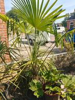 Trachycarpus Princeps new form, 100 tot 250 cm, Zomer, Palmboom, Ophalen