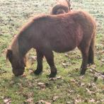 Mini paardjes/ Shetlanders, Dieren en Toebehoren, Pony's, Meerdere dieren, A pony (tot 1.17m), 0 tot 2 jaar