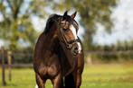 Super lieve bixie en beginners c pony, Dieren en Toebehoren, Pony's, Dressuurpony, 11 jaar of ouder, Merrie, Gechipt