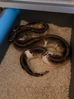 Ball python/koningspython/python regius vrouwen op gewicht., Slang