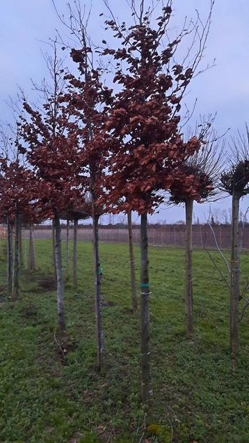 Fagus sylvatica 'Atropunicea' (rode beukenboom) 🍁 beschikbaar voor biedingen