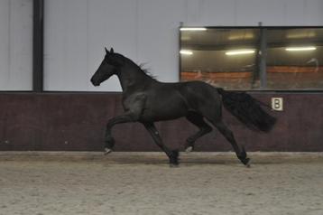 3 jarige friese merrie V.Jouwe beschikbaar voor biedingen