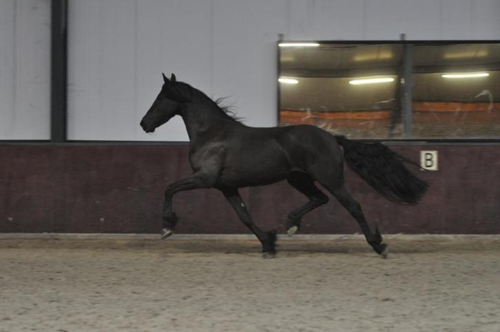 3 jarige friese merrie V.Jouwe, Dieren en Toebehoren, Paarden, Merrie, 160 tot 165 cm, 3 tot 6 jaar, Met stamboom, Gechipt, Ontwormd