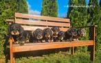Standaard Ruwharige Teckel pups met stamboom FCI, Dieren en Toebehoren, Honden | Teckels en Dashonden, Standaard, CDV (hondenziekte)