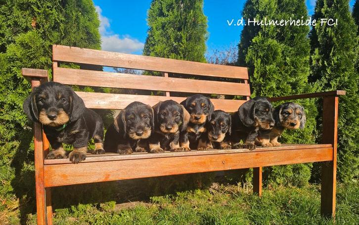 Standaard Ruwharige Teckel pups met stamboom FCI, Dieren en Toebehoren, Honden | Teckels en Dashonden, Meerdere dieren, Ruwhaar