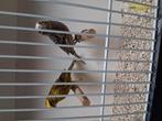 Mooi koppeltje lizard kanaries, Dieren en Toebehoren, Vogels | Kanaries, Meerdere dieren, Kleurkanarie
