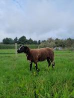 bonte ooi bonte ram, Dieren en Toebehoren, Schapen, Geiten en Varkens, Meerdere dieren, Schaap