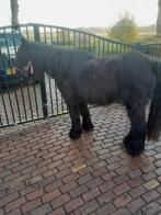 Fell pony ruin, Dieren en Toebehoren, Merrie, B, Springpony, 0 tot 2 jaar