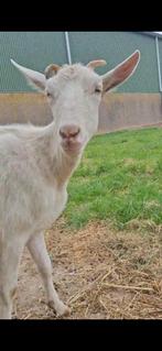 Nederlands witte melkgeit en bok met stamboom, Dieren en Toebehoren, Schapen, Geiten en Varkens, Meerdere dieren, Geit, 0 tot 2 jaar