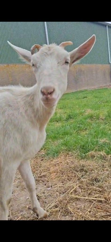 Nederlands witte melkgeit en bok met stamboom, Dieren en Toebehoren, Schapen, Geiten en Varkens, Geit, Meerdere dieren, 0 tot 2 jaar