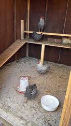 Wyandotte Kriel 2 hanen 2 hennen, Dieren en Toebehoren, Pluimvee, Meerdere dieren, Kip