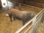 husumer beer  en zeug, Dieren en Toebehoren, Schapen, Geiten en Varkens, Meerdere dieren, Varken, 0 tot 2 jaar