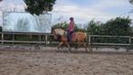 4 jarige d pony, Dieren en Toebehoren, Zadelmak, 3 tot 6 jaar, D pony (1.37m tot 1.48m), Merrie