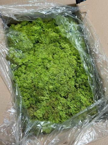 Rendiermos Groen 4KG voor moswand mospaneel of kunstwerk beschikbaar voor biedingen