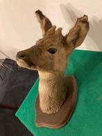 Opgezette hertenkop, Verzamelen, Dierenverzamelingen, Ophalen, Gebruikt, Vogel, Opgezet dier