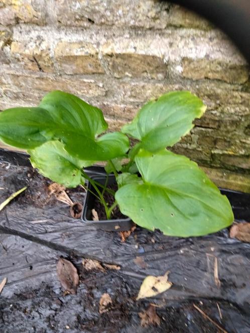 Aronskelk, Tuin en Terras, Planten | Tuinplanten, Vaste plant, Overige soorten, Halfschaduw, Zomer, Ophalen