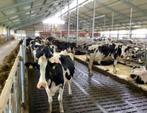 Roosterbevochtigingssysteem voor in uw stal, Ophalen of Verzenden, Nieuw