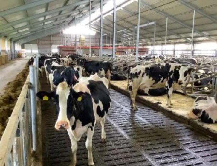 Roosterbevochtigingssysteem voor in uw stal, Dieren en Toebehoren, Overige Dieren-accessoires, Nieuw, Ophalen of Verzenden