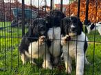 Friese stabij pups te koop nog 3 reutjes!, Rabiës (hondsdolheid), Overige rassen, 8 tot 15 weken, Meerdere