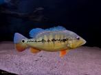 Cichla intermedia, Dieren en Toebehoren, Vissen | Aquariumvissen, Vis, Zoetwatervis