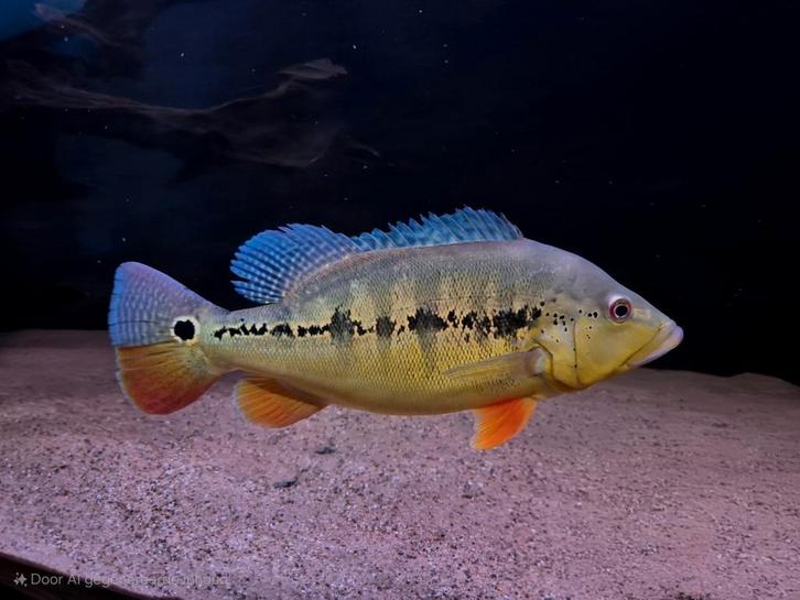 Cichla intermedia, Dieren en Toebehoren, Vissen | Aquariumvissen, Zoetwatervis, Vis