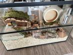 Hamsterscaping Kooi – Glazen Terrarium met Schuifruiten, Dieren en Toebehoren, Minder dan 60 cm, Nieuw, Hok, 75 tot 110 cm