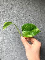 Epipremnum Marble Queen stekjes, Ophalen of Verzenden, Overige soorten, Minder dan 100 cm