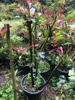 Red Robin struik staat n de kuip . mooie herfst tooi . ongev, Tuin en Terras, Planten | Struiken en Hagen, Ophalen, Overige soorten