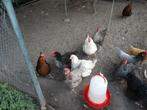Kippen, Dieren en Toebehoren, Pluimvee, Vrouwelijk, Kip