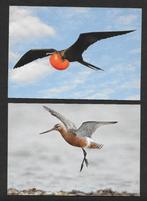 Serie van 4 briefkaarten met vogels. Lees Info., Postzegels en Munten, Ophalen of Verzenden, Briefkaart