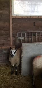 Kerry hill ram, Maart, Mannelijk