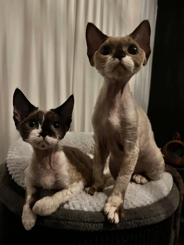 Devon rex female, Dieren en Toebehoren, Katten en Kittens | Raskatten | Korthaar, Poes