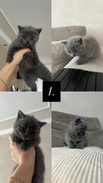Britse Korthaar Kittens, 0 tot 2 jaar
