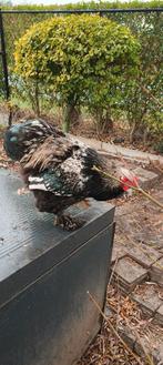 Brahma groothoen in verschillende kleuren, Dieren en Toebehoren, Pluimvee, Meerdere dieren, Kip