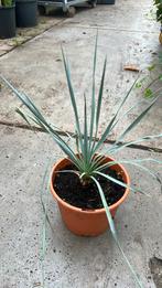 Yucca rostrata winterhard en nu vanaf €10,00 opruiming, Tuin en Terras, Planten | Tuinplanten, Ophalen of Verzenden, Zomer, Overige soorten