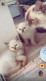 Bliss Ragdoll kittens 🤎 Fawn &cinn.point mink ✨Update 20/8, Dieren en Toebehoren, Katten en Kittens | Raskatten | Langhaar, Meerdere dieren