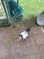 Haantje krielkip, Dieren en Toebehoren, Mannelijk, Kip