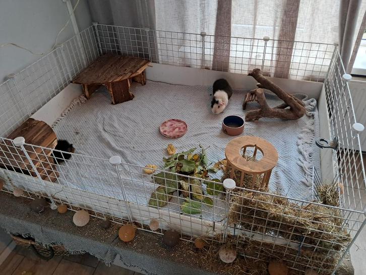 Cavia vrouwtjes en toebehoren, Dieren en Toebehoren, Knaagdieren, Vrouwelijk, Cavia, Maart, Tam