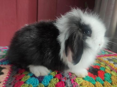 Teddy widder x minilop, Dieren en Toebehoren, Konijnen, Dwerg, Mannelijk
