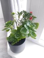 Rode Kalanchoë plant-met IKEA pot 🪴, Tuin en Terras, Planten | Tuinplanten, Ophalen of Verzenden, Zomer, Overige soorten, Volle zon