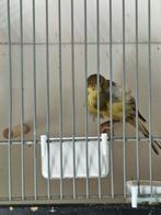 Kanaries met gratis grote kooi, Dieren en Toebehoren, Vogels | Kanaries, Meerdere dieren, Zangkanarie