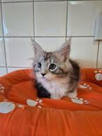 Beschikbaar maine coon kittens met stamboom.., Dieren en Toebehoren, Meerdere dieren, Gechipt, 0 tot 2 jaar