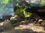 Ancistrus / Borstelneus algeneters, Dieren en Toebehoren, Vissen | Aquariumvissen, Vis, Zoetwatervis